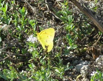 iNaturalist observation photo of Orange Sulphur