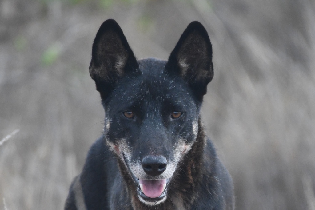 Dingo (Subspecies Canis familiaris dingo) · iNaturalist