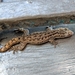 Asian House Gecko - Photo (c) Arturo Macias, all rights reserved, uploaded by Arturo Macias