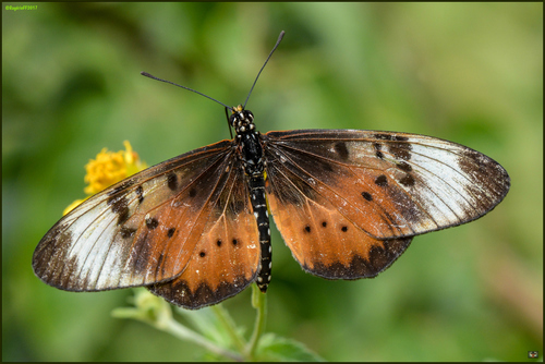 Westwood's Acraea