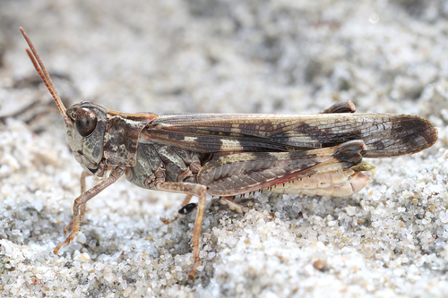 Slender Green-winged Grasshopper