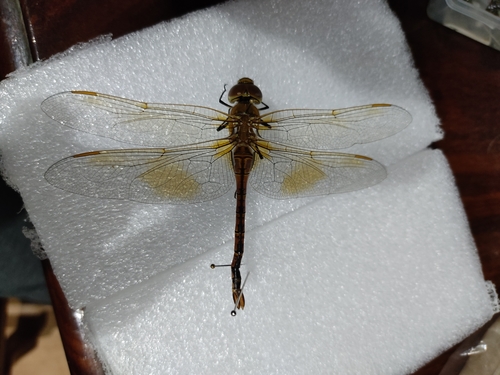 Vagrant Emperor