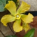 Prestonia mollis - Photo (c) cinthya merizalde, כל הזכויות שמורות, הועלה על ידי cinthya merizalde