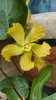 Prestonia mollis - Photo (c) cinthya merizalde, all rights reserved, uploaded by cinthya merizalde