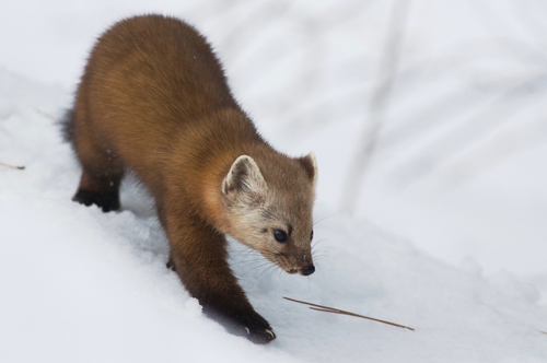 American Marten