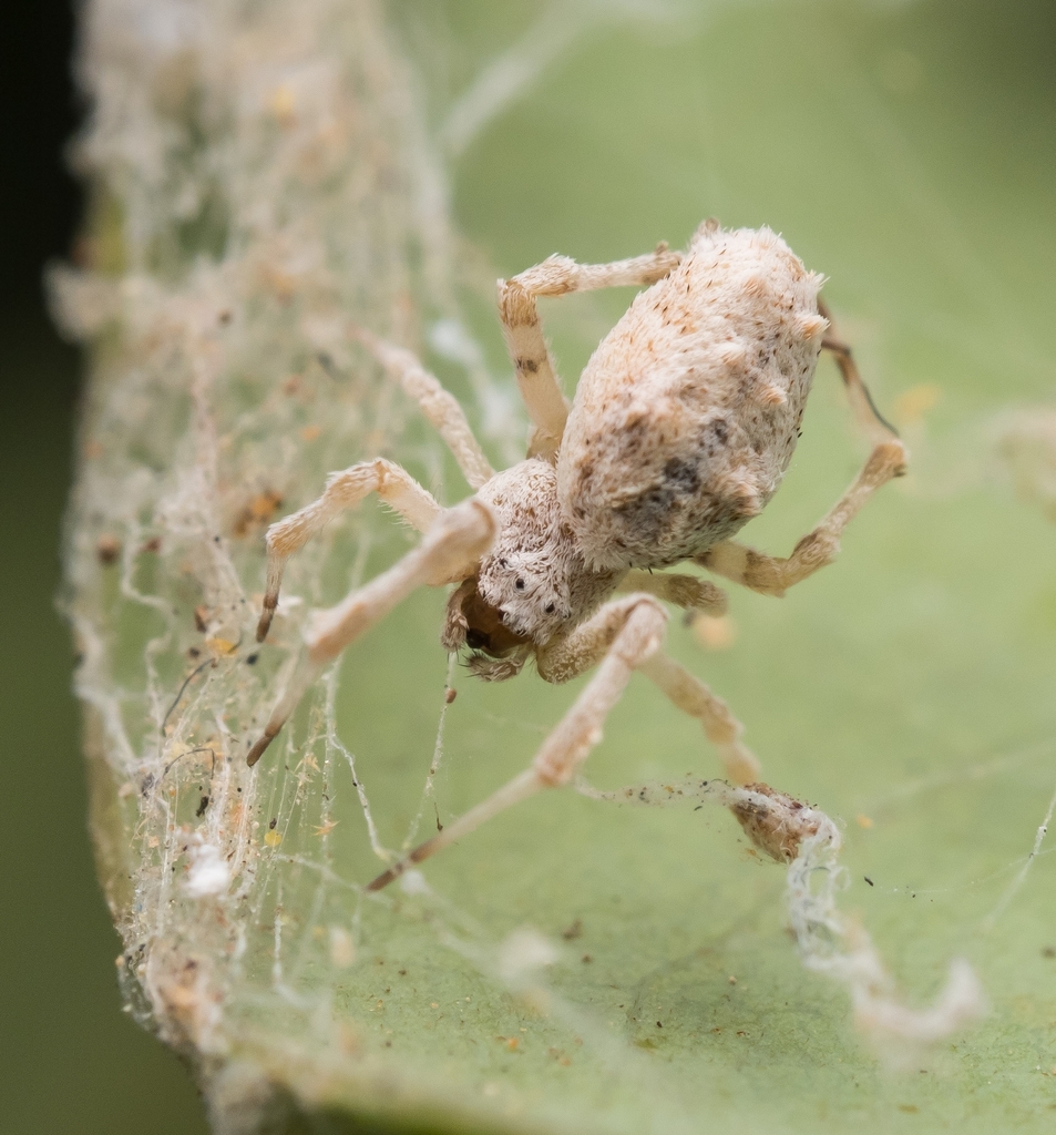 Feather-legged Lace Weaver from Aberdeen Country Park on March 27, 2021 ...