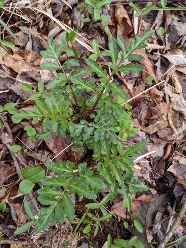 Rudbeckia laciniata var. bipinnata