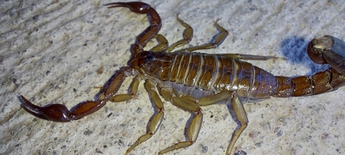 Franckeus nitidulus