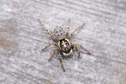 Half-edged Wall Jumping Spider