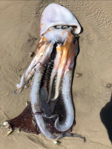 photo of Atlantic Blanket Octopus (Tremoctopus violaceus)