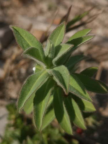 Euphorbia platyphyllos ssp. literata