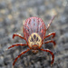 Ornate Cow Tick - Photo (c) the_thing, all rights reserved, uploaded by the_thing