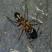 Camponotus substitutus - Photo (c) manoel augusto, כל הזכויות שמורות, הועלה על ידי manoel augusto