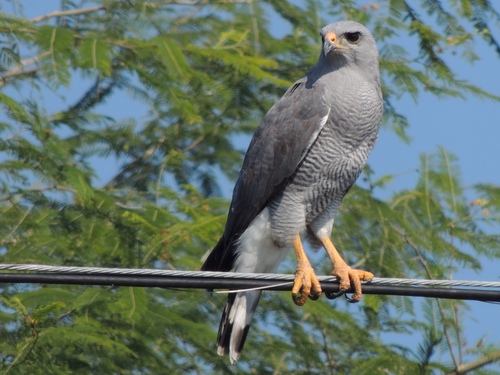 Gray Hawk