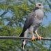 Gray Hawk - Photo (c) nallocosta, all rights reserved, uploaded by nallocosta