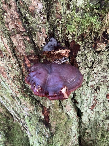 West Coast Reishi