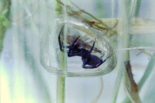 European Water Spider