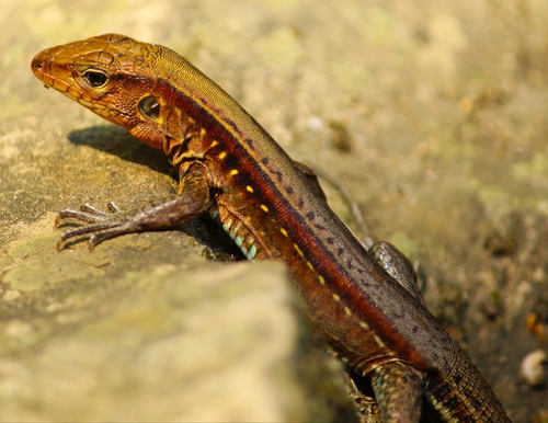 Rainbow Ameiva