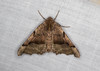 Honest Pero Moth - Photo (c) Richard Yank, all rights reserved, uploaded by Richard Yank