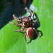Bronze Jumping Spider - Photo (c) Bala, all rights reserved