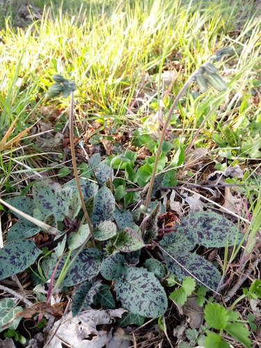 Geschilderd havikskruid (Hieracium pictum)