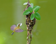 Ornate Sunbird