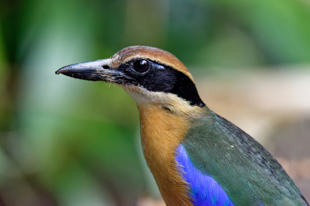 Mangrove Pitta (Pitta megarhyncha) photo