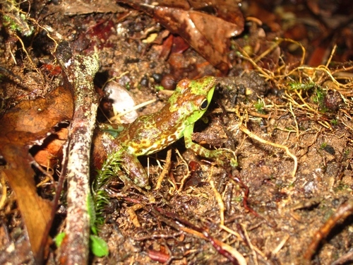 Folohy Madagascar Frog