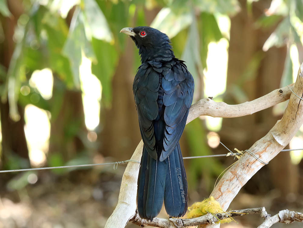 Pacific Koel photo