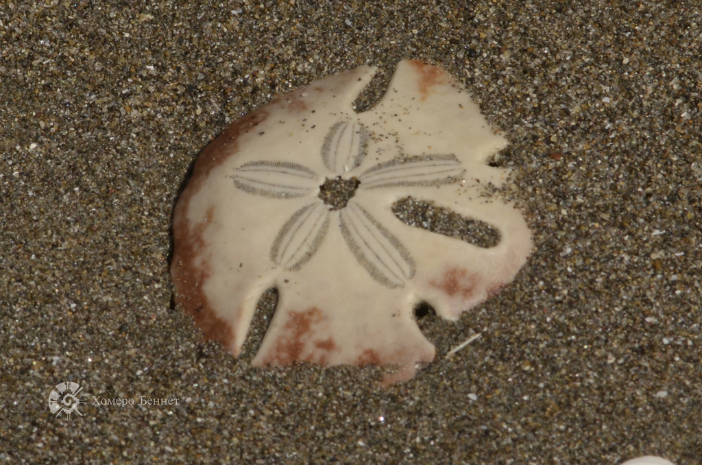 Common Sand Dollar (Echinarachnius parma) · iNaturalist