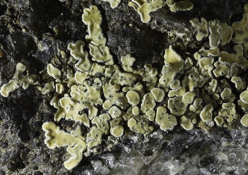 Cercidospora macrospora