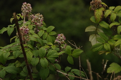 Image of Rubus niveus