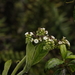 Tournefortia pubescens - Photo (c) Eric Knight，保留所有權利