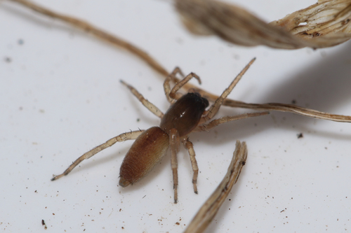 Clubiona subtilis