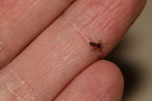 Clubiona subtilis