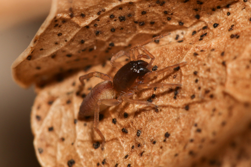 Clubiona subtilis
