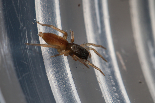 Clubiona subtilis