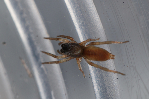 Clubiona subtilis