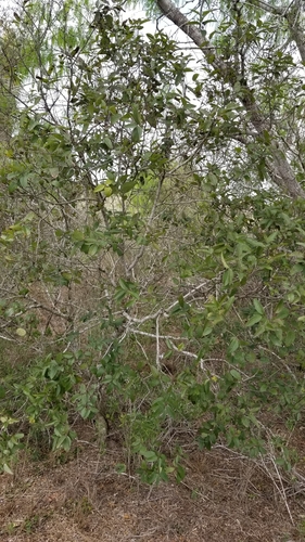 Coyotillo
