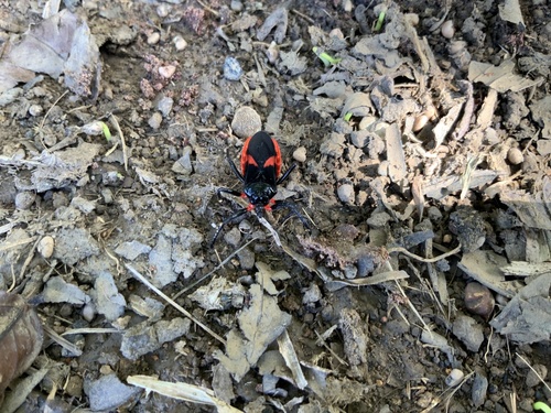Micrauchenus lineola