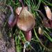 Aristolochia maxima - Photo (c) Alfredo Dorantes Euan, όλα τα δικαιώματα διατηρούνται, uploaded by Alfredo Dorantes Euan
