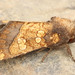 Burdock Borer Moth - Photo (c) Michael King, all rights reserved, uploaded by Michael King