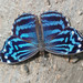 Mariposas Patas de Cepillo - Photo (c) Joseph C, todos los derechos reservados