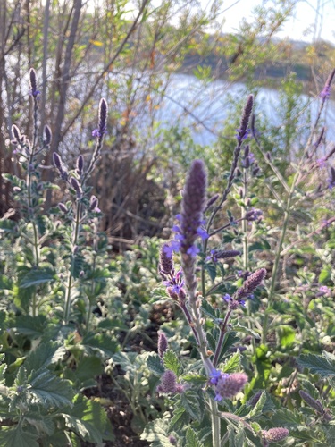 iNaturalist observation photo of western vervain