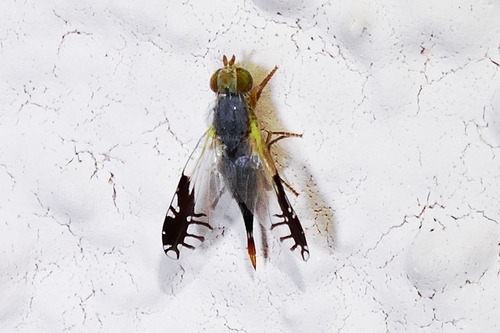 Trupanea bisetosa (Coquillett, 1899)