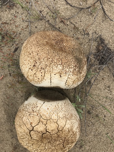 Western Giant Puffball