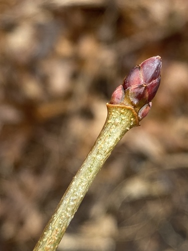 Paprastasis klevas nuotrauka