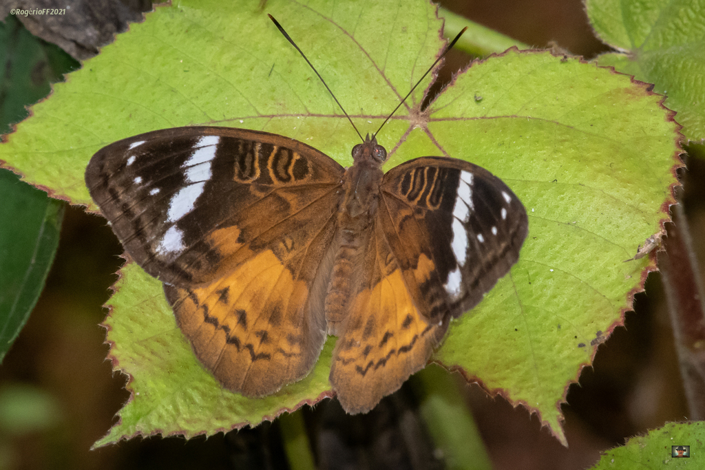 Common Nymph Patterns Common Nymph in March 2021 by Rogério Ferreira · iNaturalist
