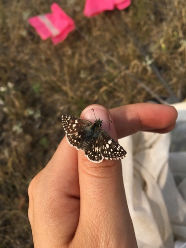 Common Checkered-Skipper