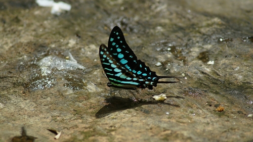 Small Striped Swordtail